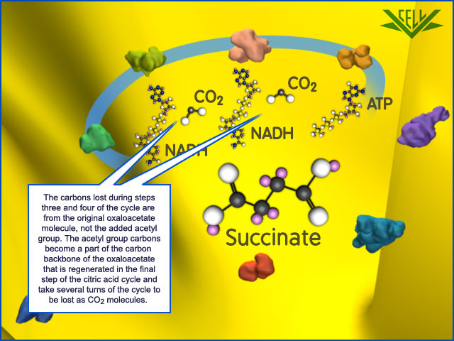 what is the end product of the citric acid cycle