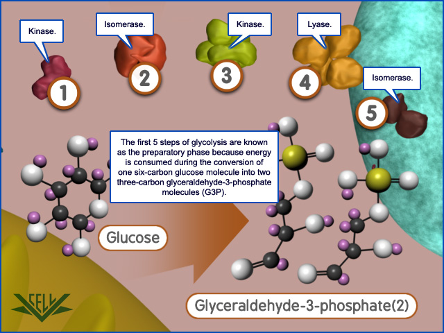 VCAC: Cellular Processes: Glycolysis - An Overview: A Closer Look