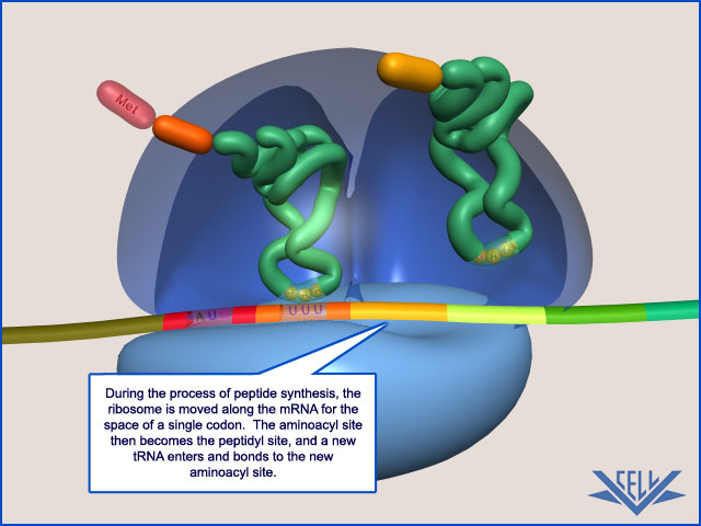 VCAC: Molecular Processes: Translation: Advanced Look: Elongation